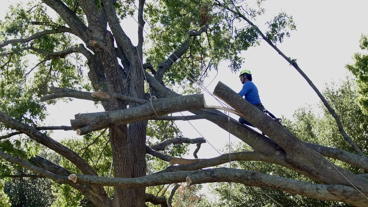 Professional Crown Thinning performed by certified arborists in Chaparral