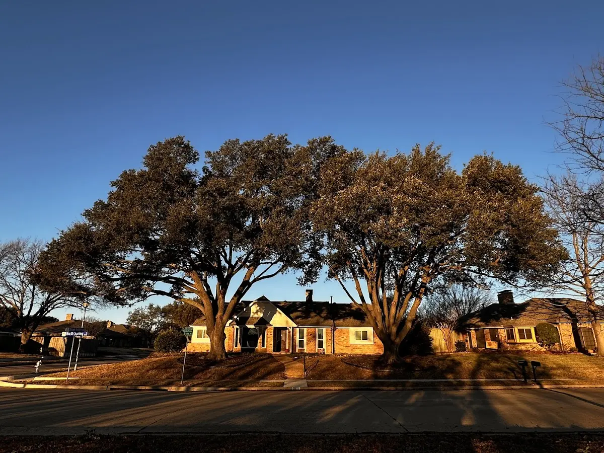 Established residential canopy tree shading a home in Chaparral